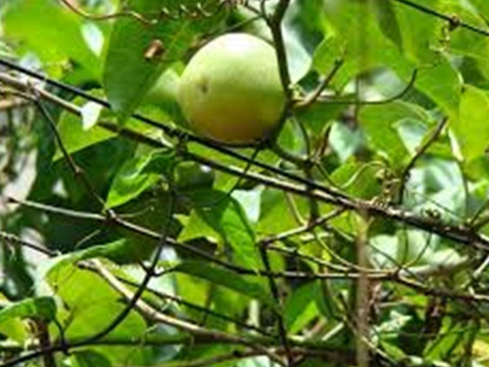 Viá»‡n